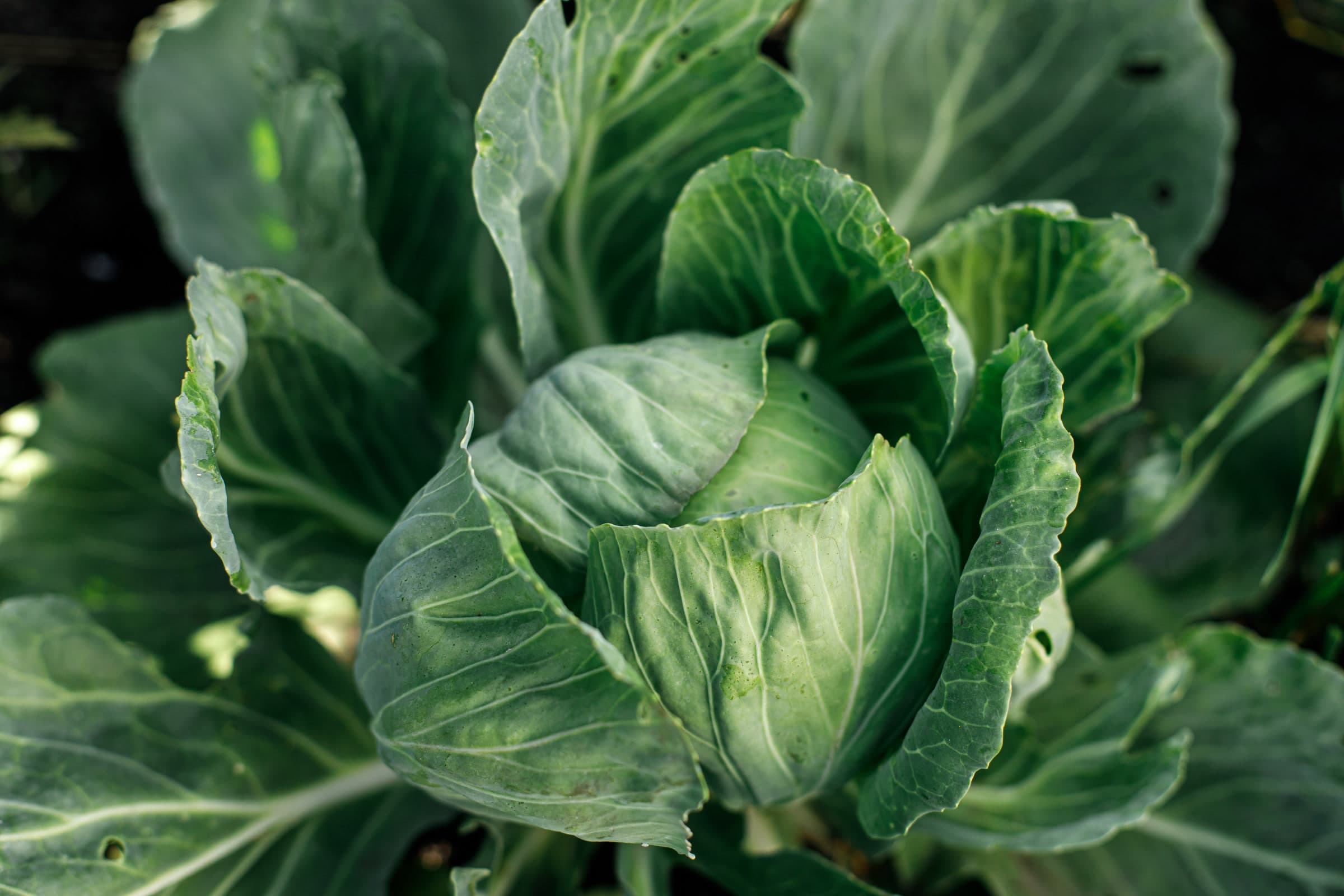 A cabbage growing in the field, seen from above